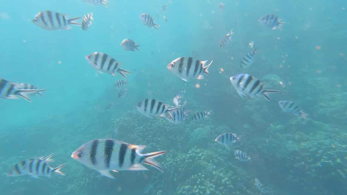 Snorkeling Lovina