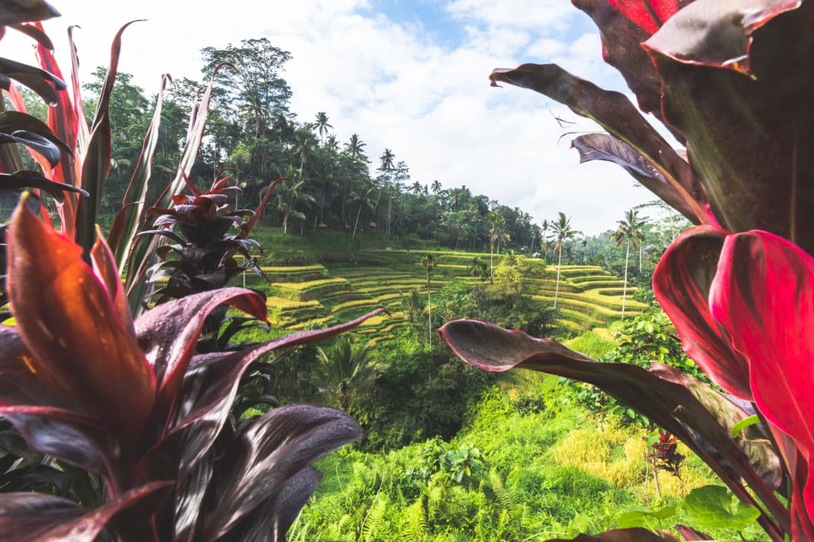 ubud Tegallalang rice terrace