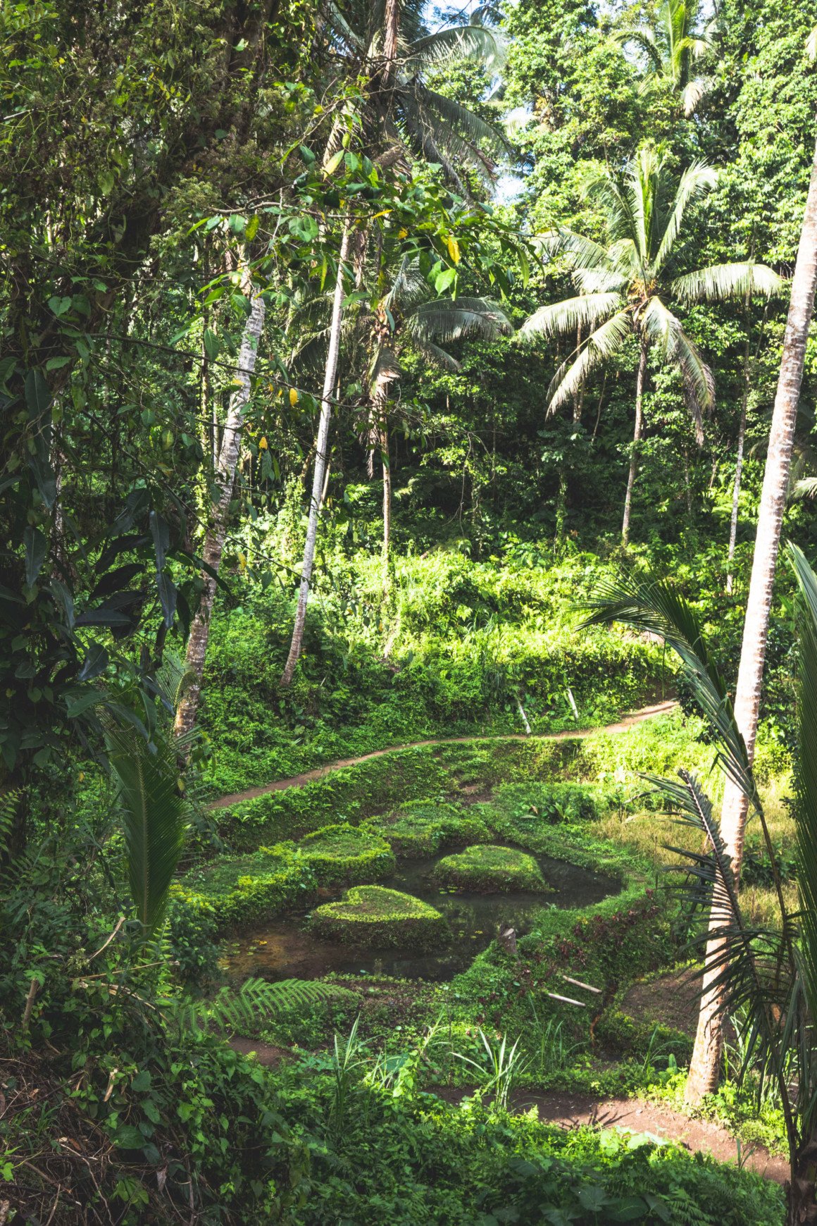 ubud Tegallalang rice terrace