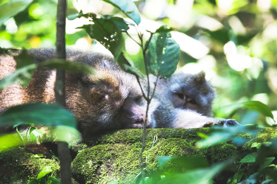 ubud monkey forest