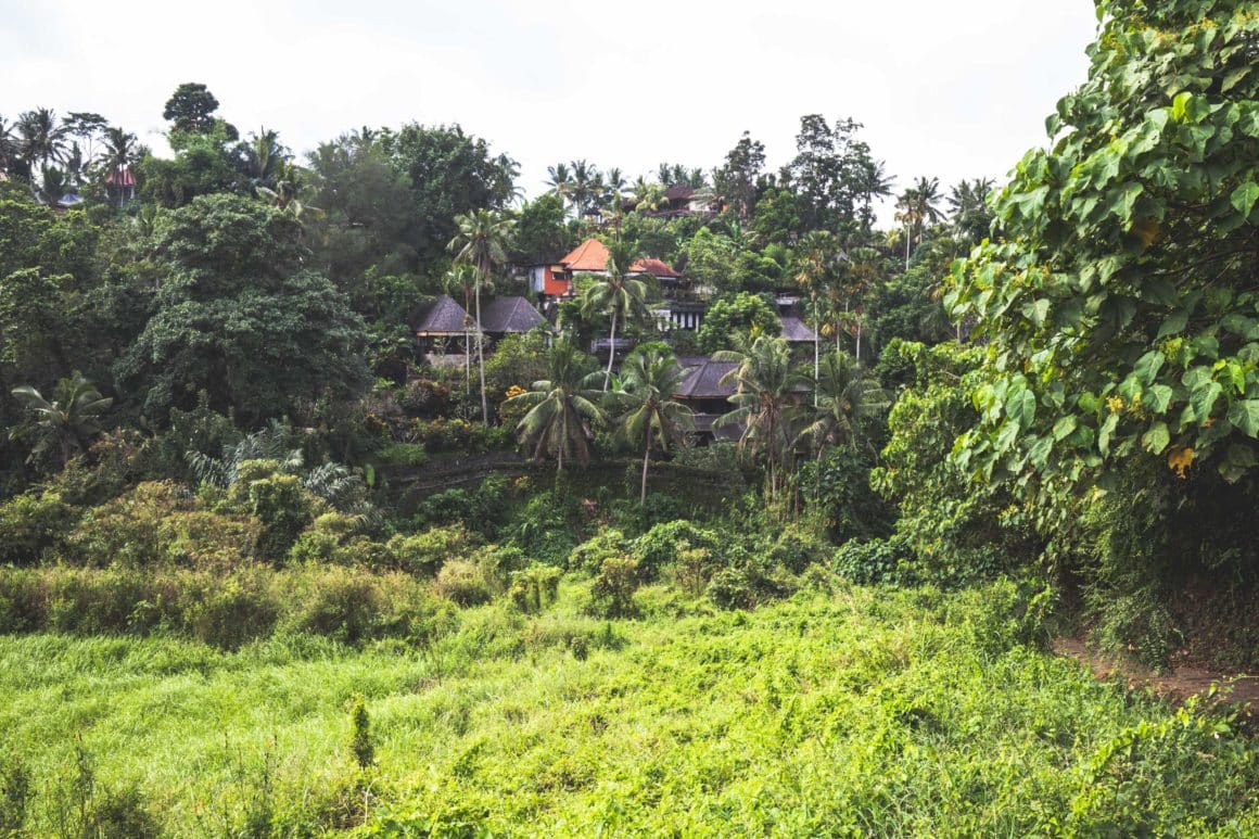 ubud campuhan ridge walk