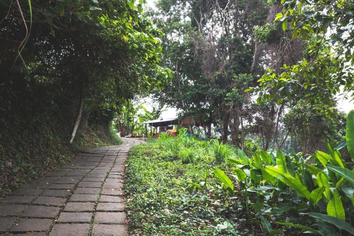 ubud campuhan ridge walk