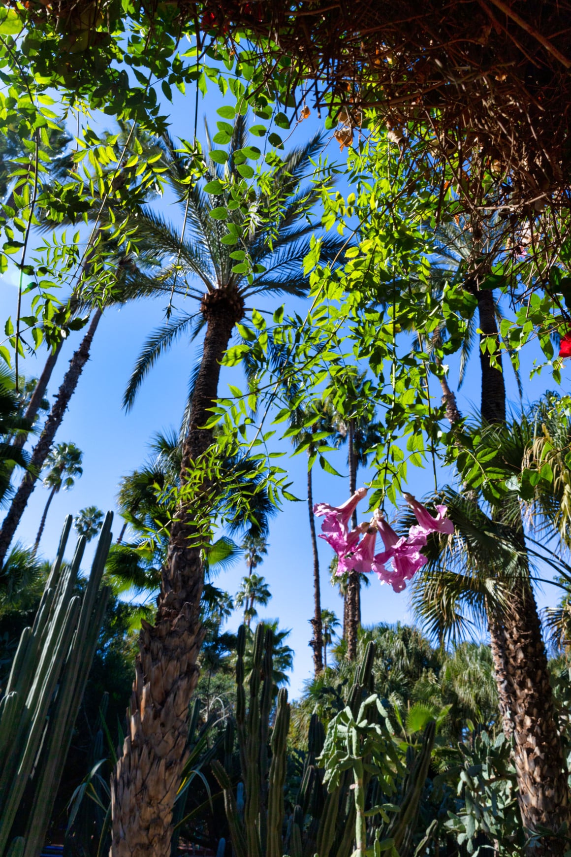 marrakech 5 jours jardin majorelle