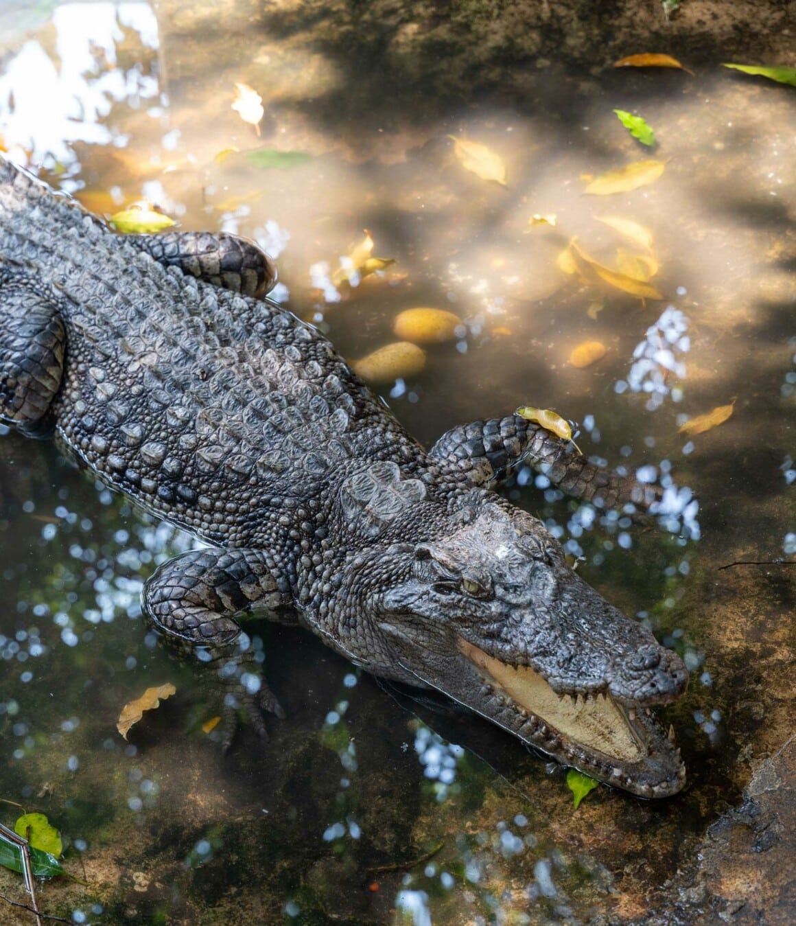 wat chakrawat crocodile