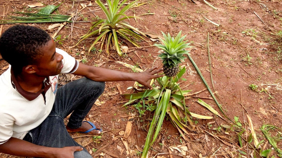 zanzibar kidichi spice farm