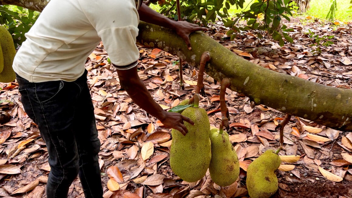 zanzibar kidichi spice farm